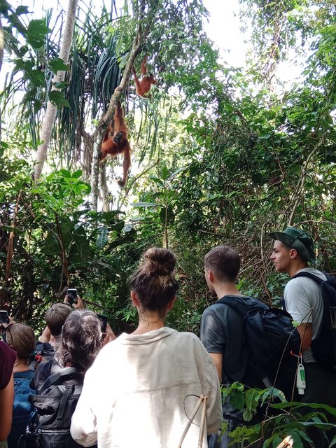 Jungle trail through Gunung Leuser National Park